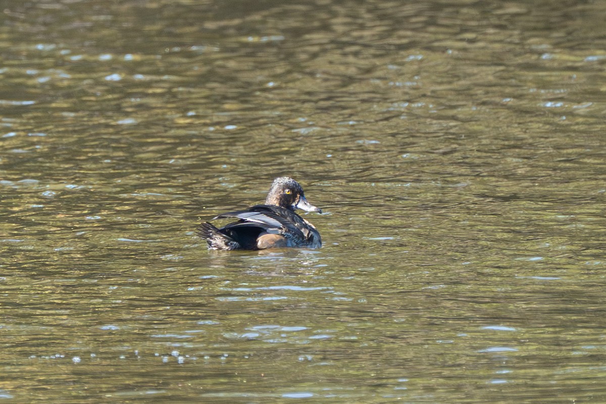 Ring-necked Duck - ML644010251