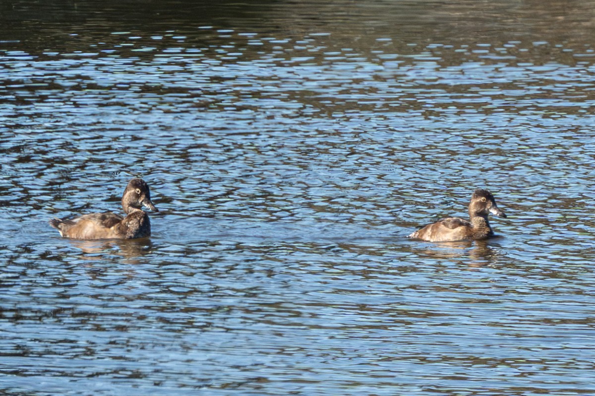 Ring-necked Duck - ML644010252