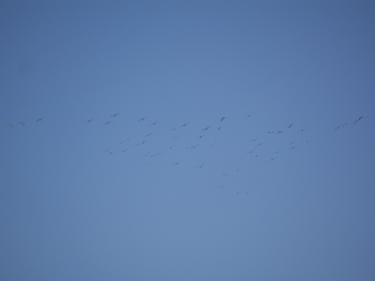 Sandhill Crane - ML644010275