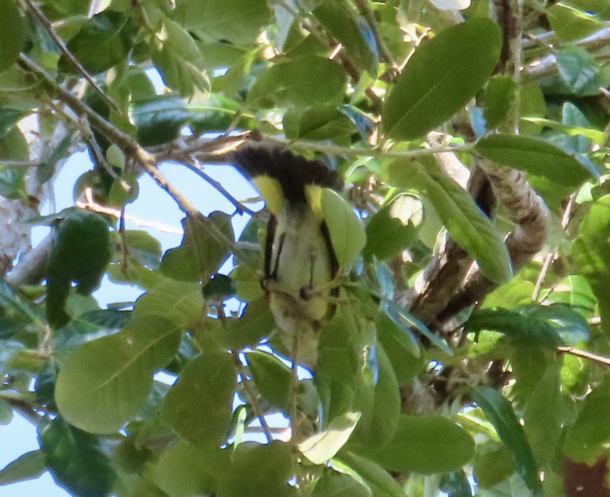American Redstart - ML644010284