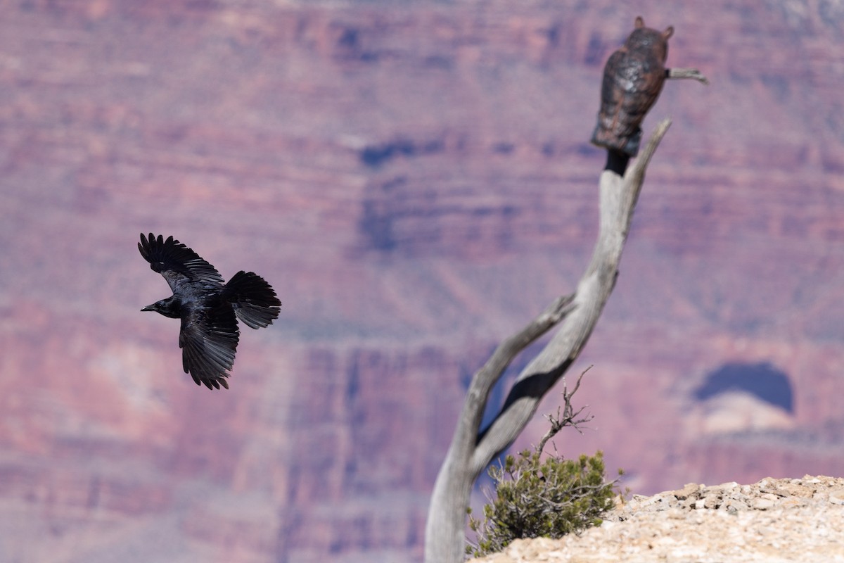 krkavec velký - ML644010289