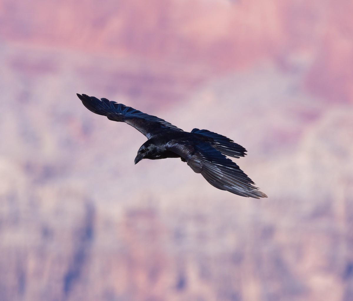 krkavec velký - ML644010290