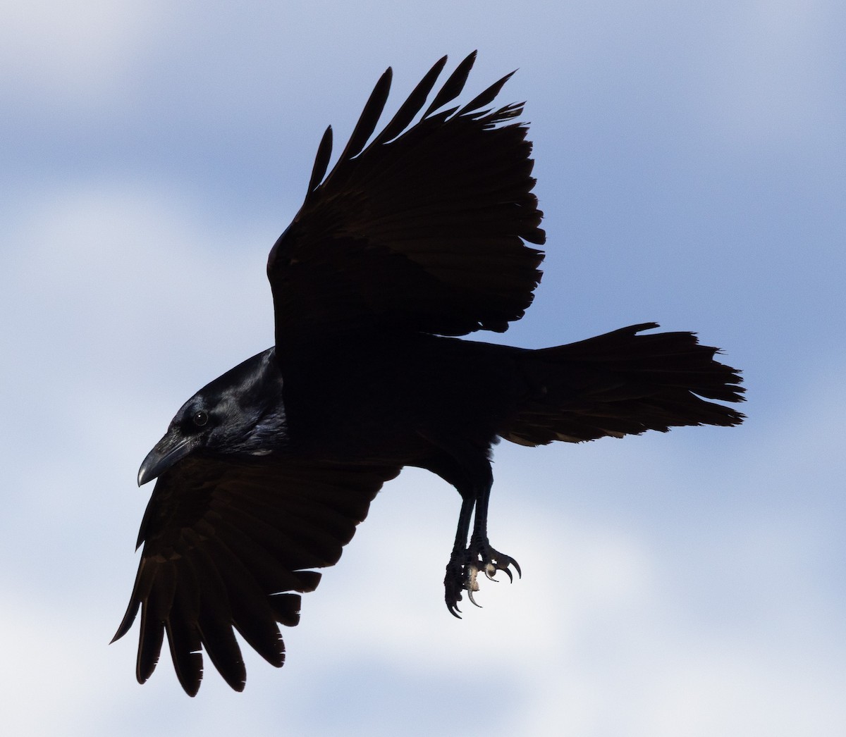 krkavec velký - ML644010291