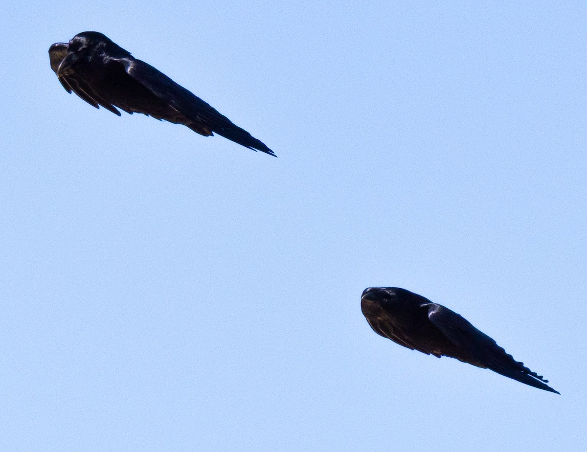 krkavec velký - ML644010292