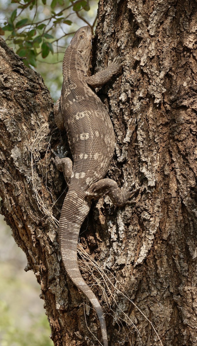 Monitor Lizards - ML644010311