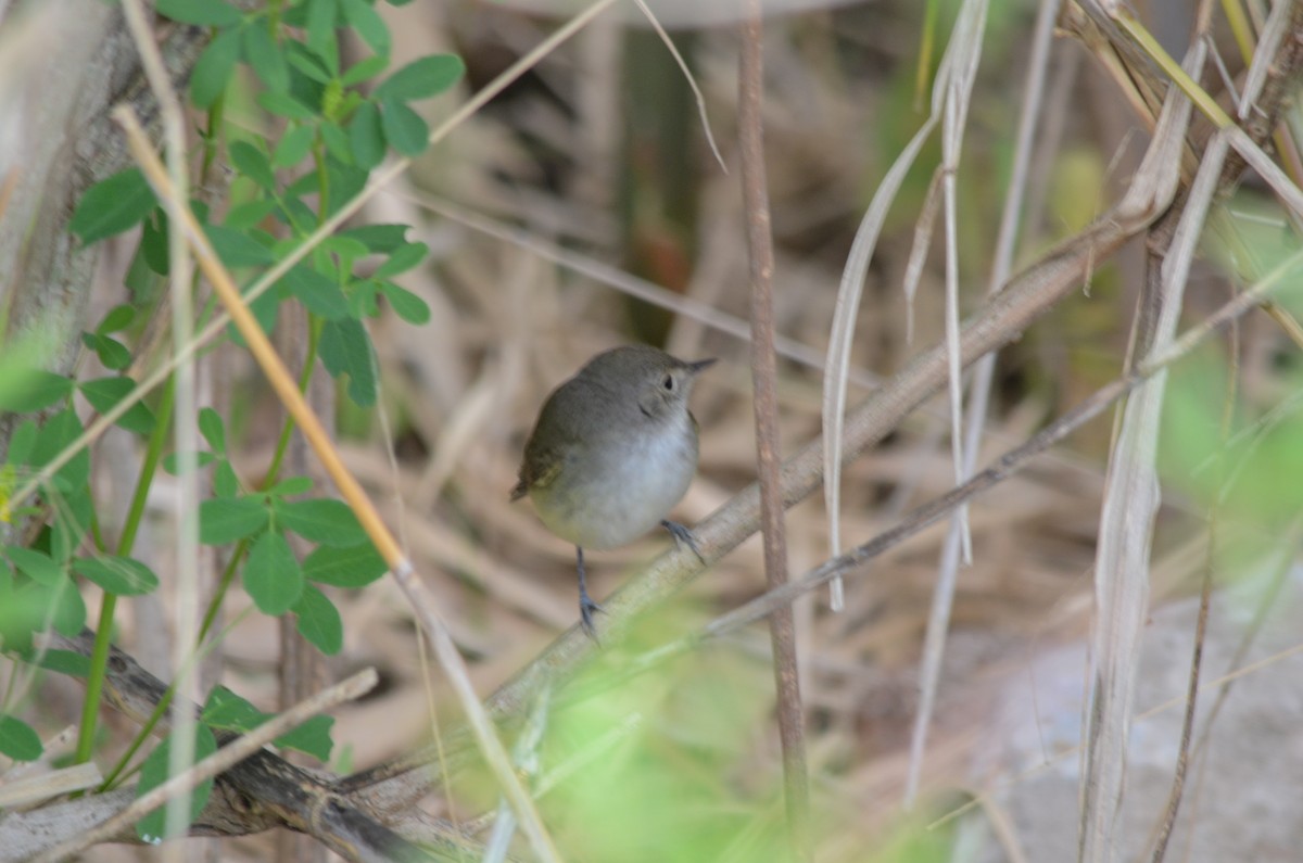 Fulvous-crowned Scrub-Tyrant - ML644010312