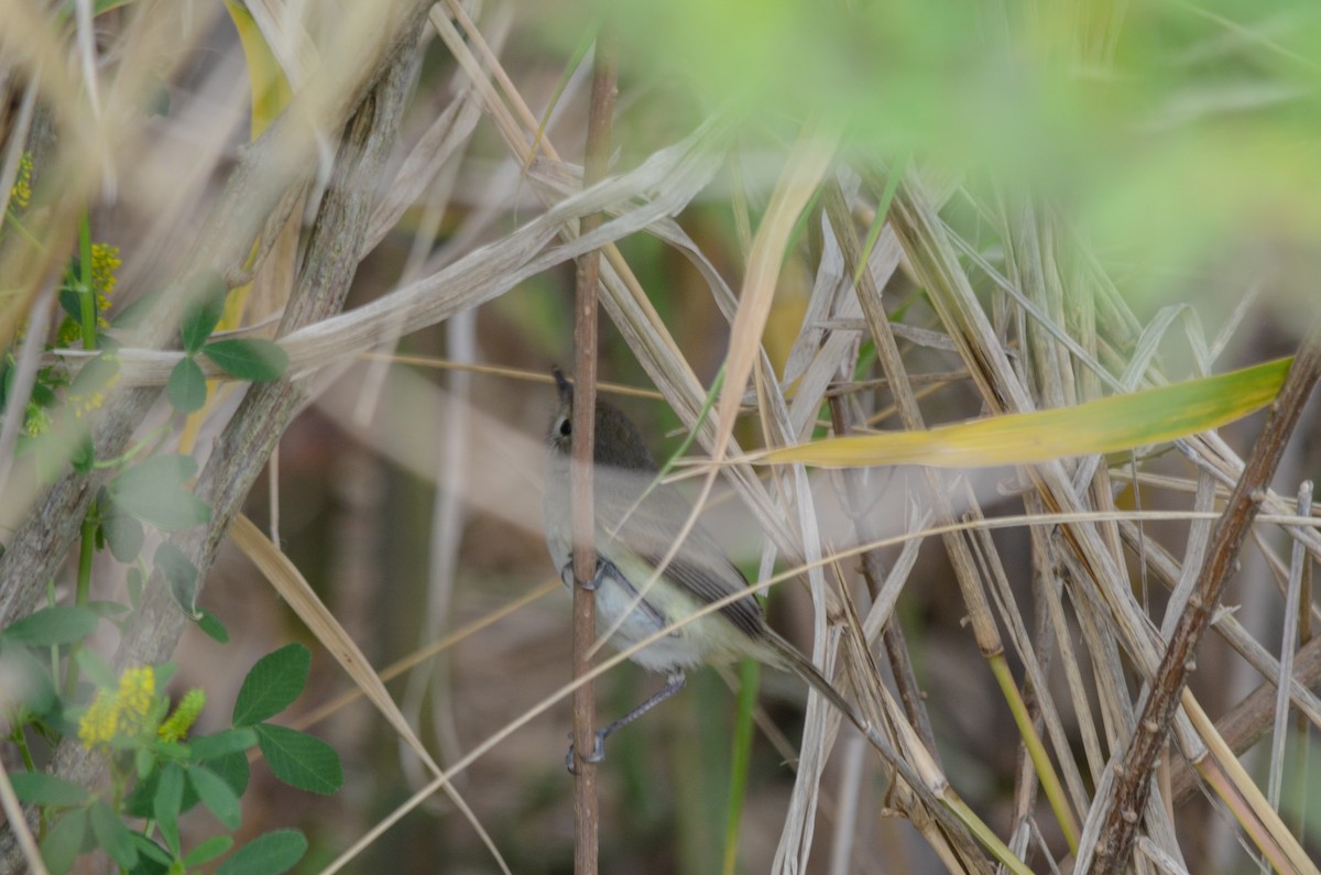 Fulvous-crowned Scrub-Tyrant - ML644010317