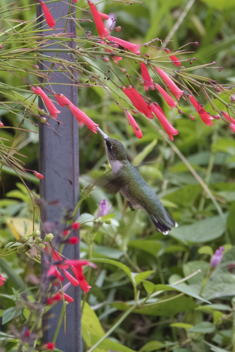 Ruby-throated Hummingbird - ML644010330