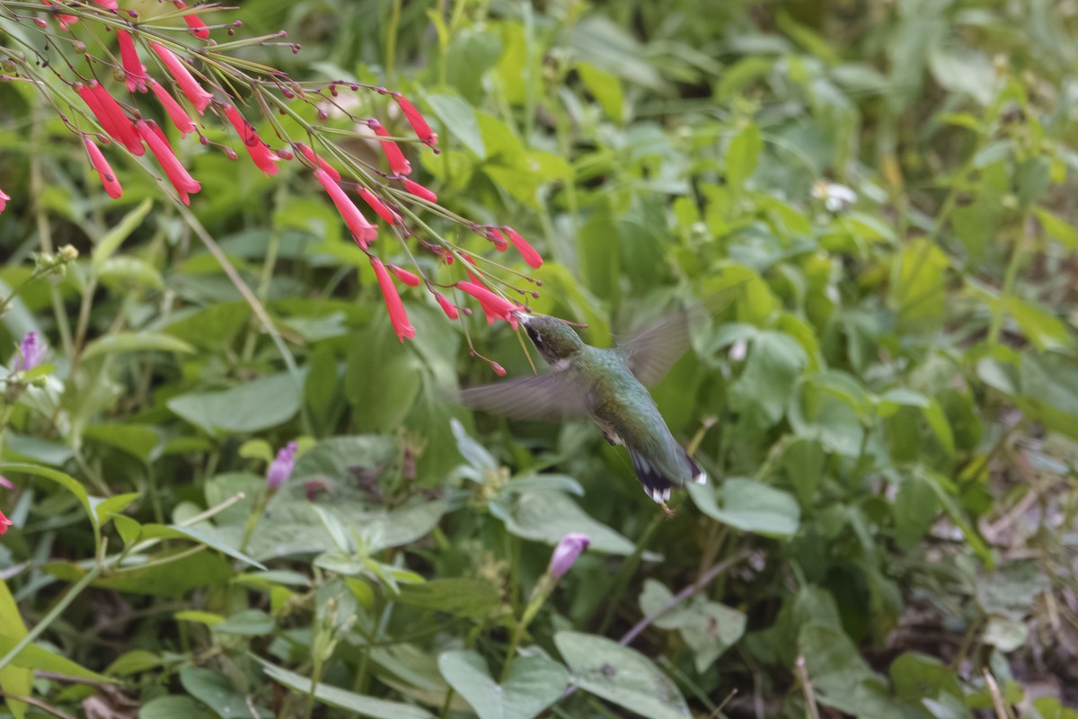 Ruby-throated Hummingbird - ML644010331