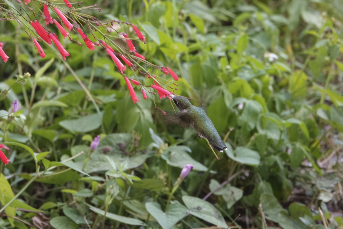 Ruby-throated Hummingbird - ML644010332