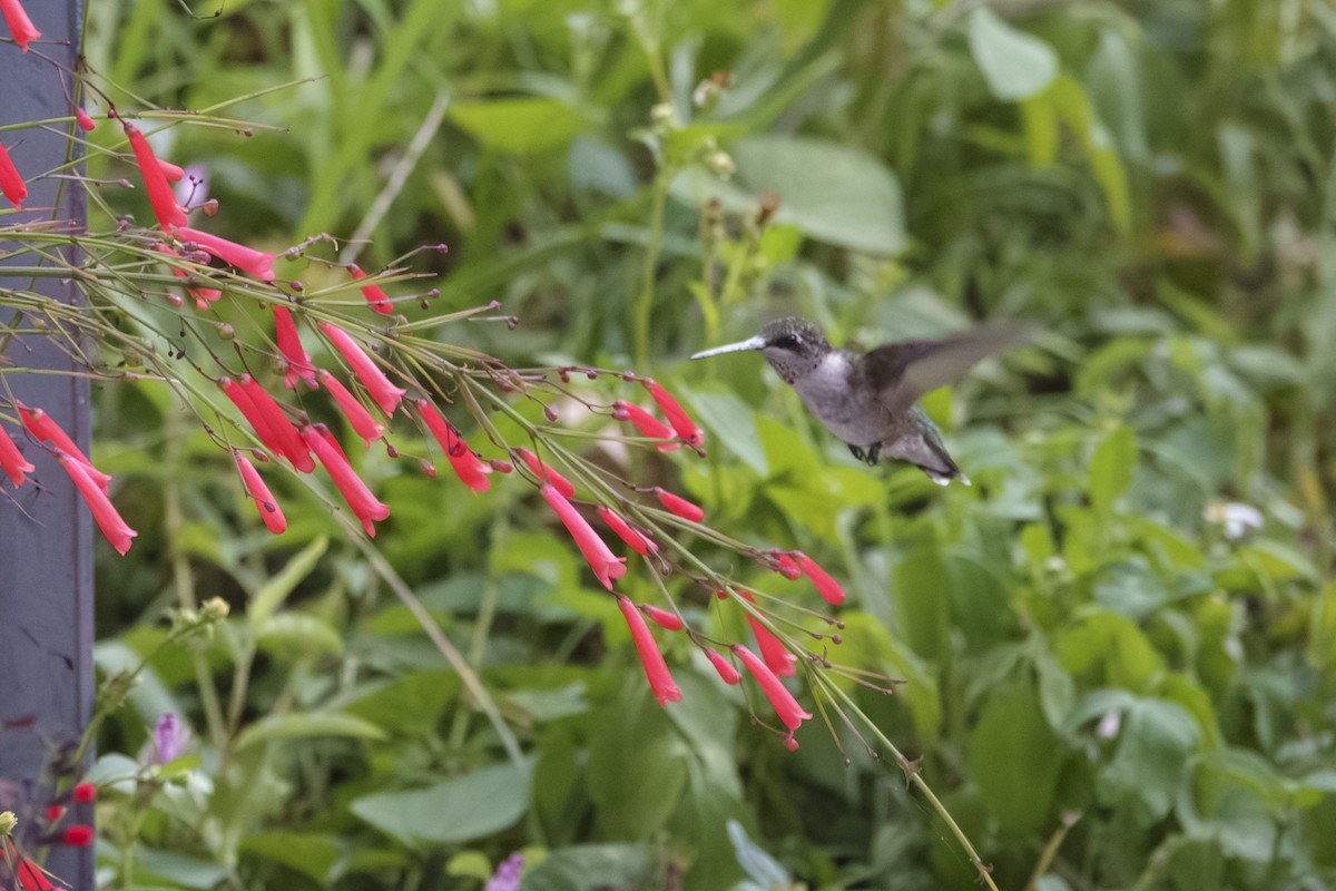 Ruby-throated Hummingbird - ML644010333