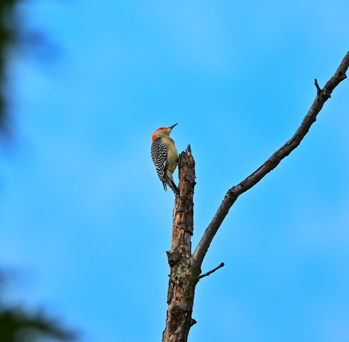 Red-bellied Woodpecker - ML644010338
