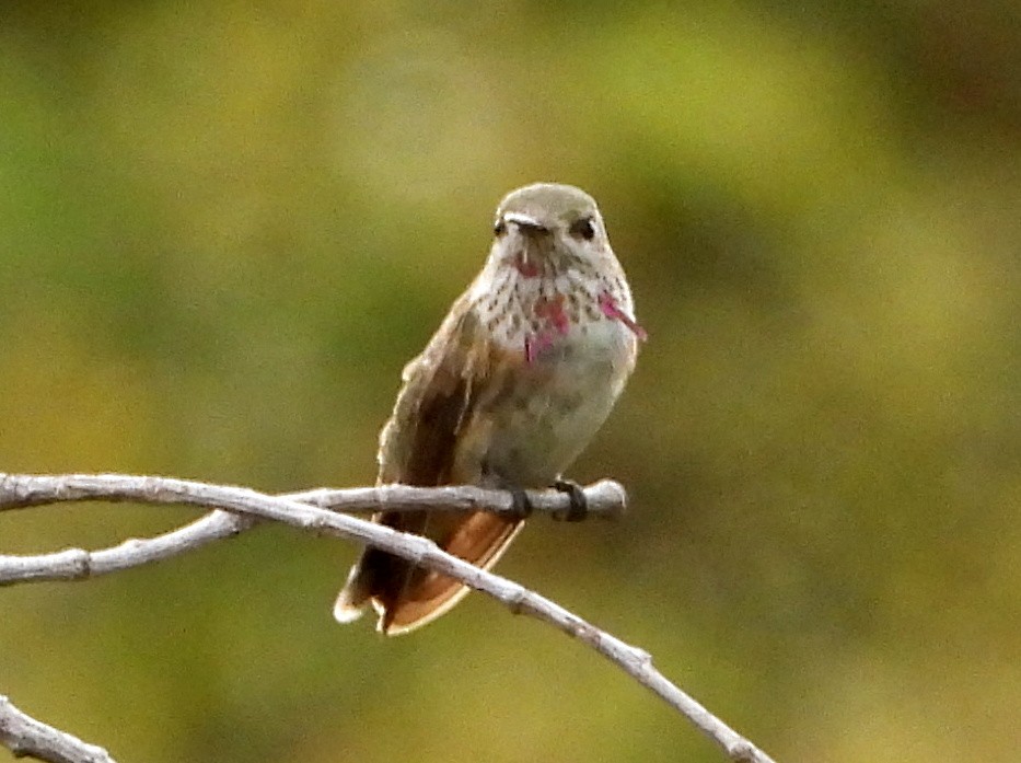 Calliope Hummingbird - ML644010339