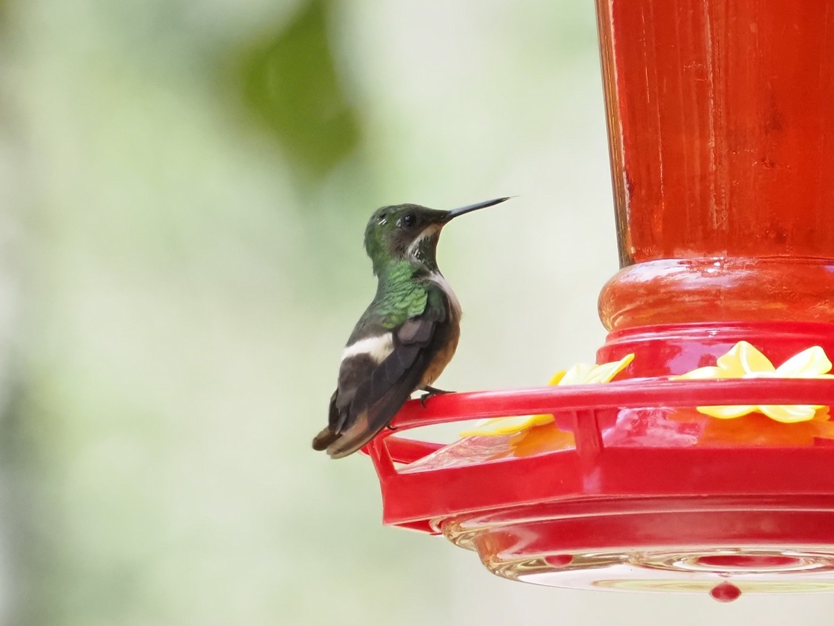 Festive Coquette - ML644010343