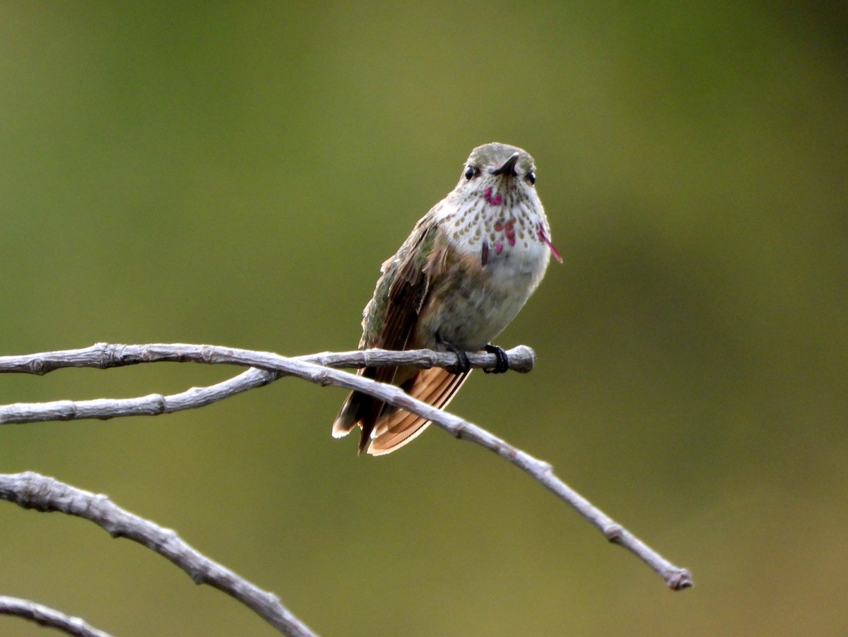 Calliope Hummingbird - ML644010346