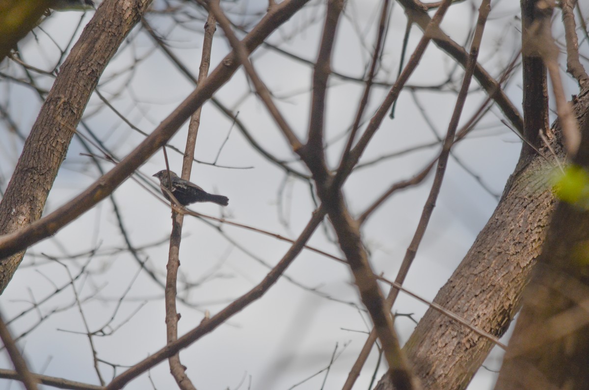 Blue-black Grassquit - ML644010357