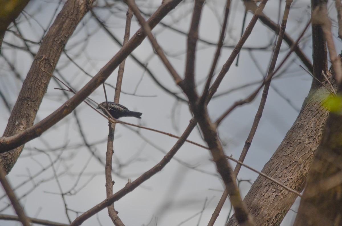Blue-black Grassquit - ML644010358