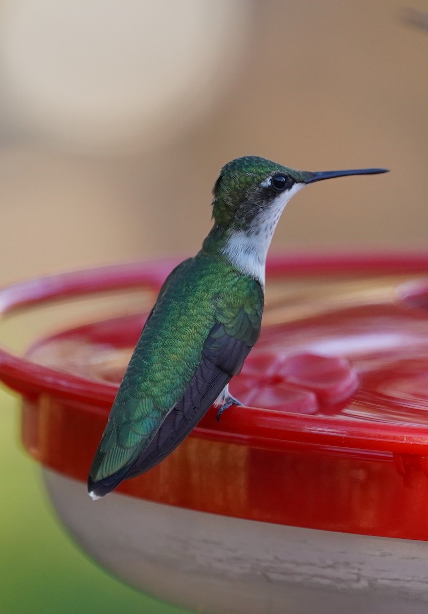 Ruby-throated Hummingbird - ML644010366