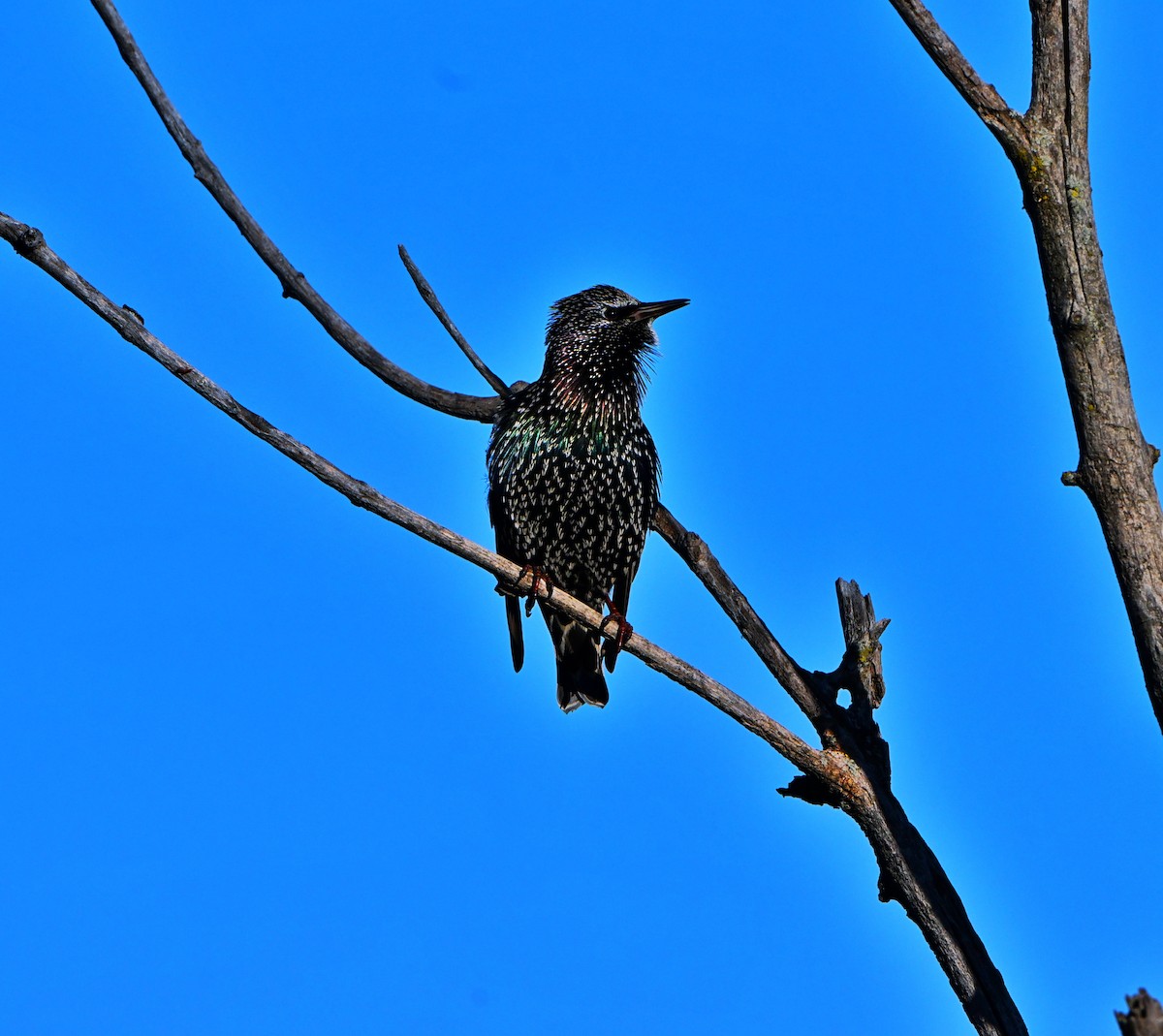 European Starling - ML644010368