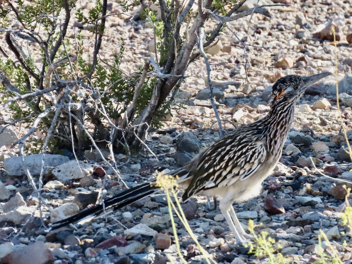 Greater Roadrunner - ML644010369