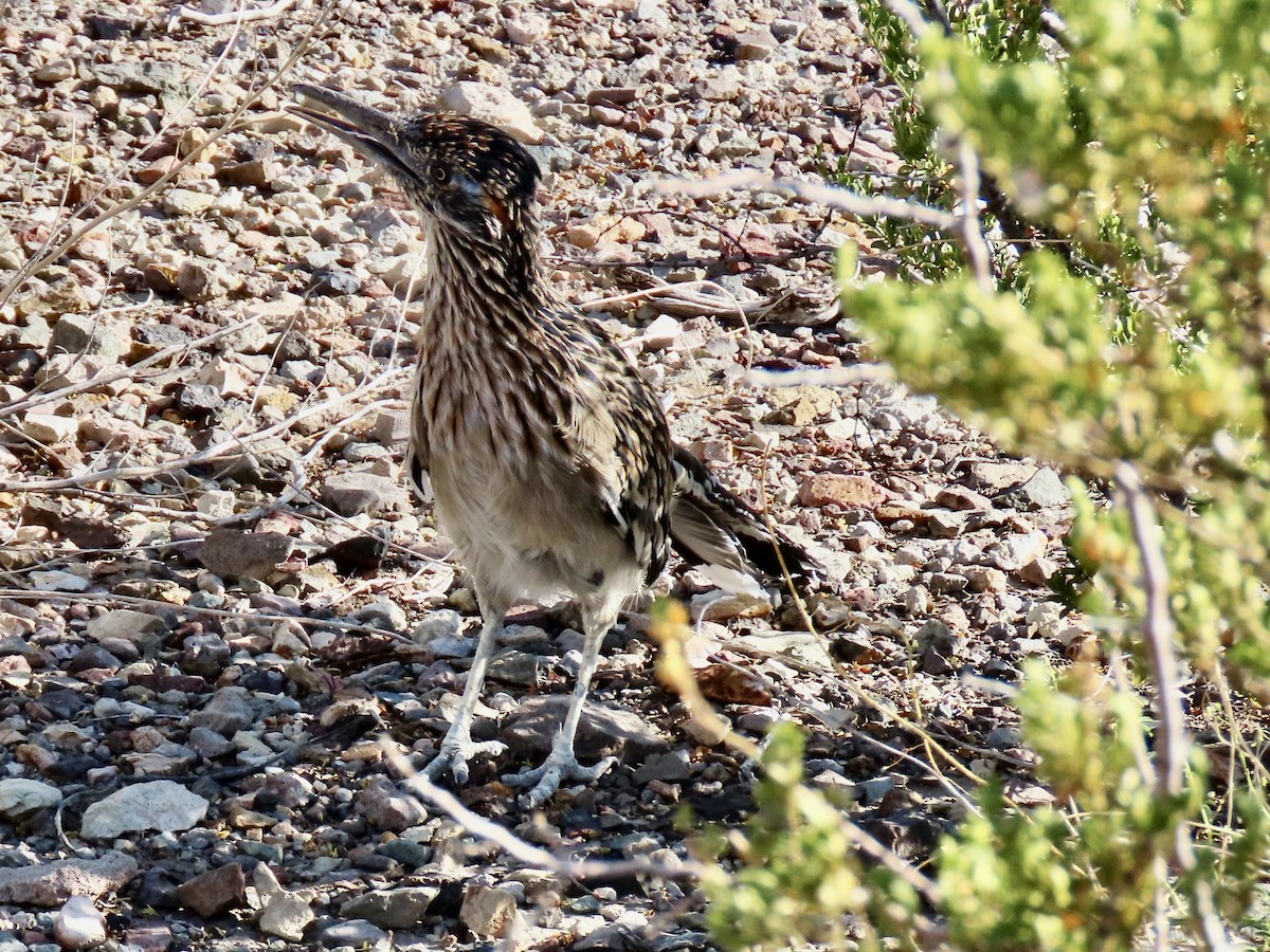 Greater Roadrunner - ML644010374