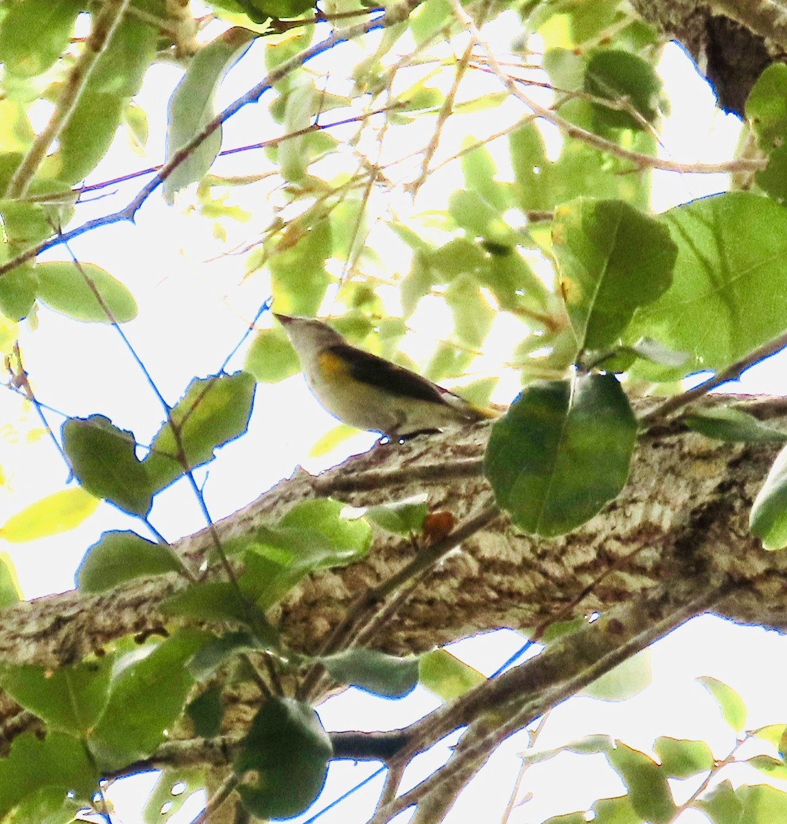 American Redstart - ML644010383