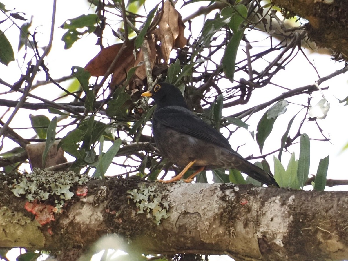 Yellow-legged Thrush - ML644010387