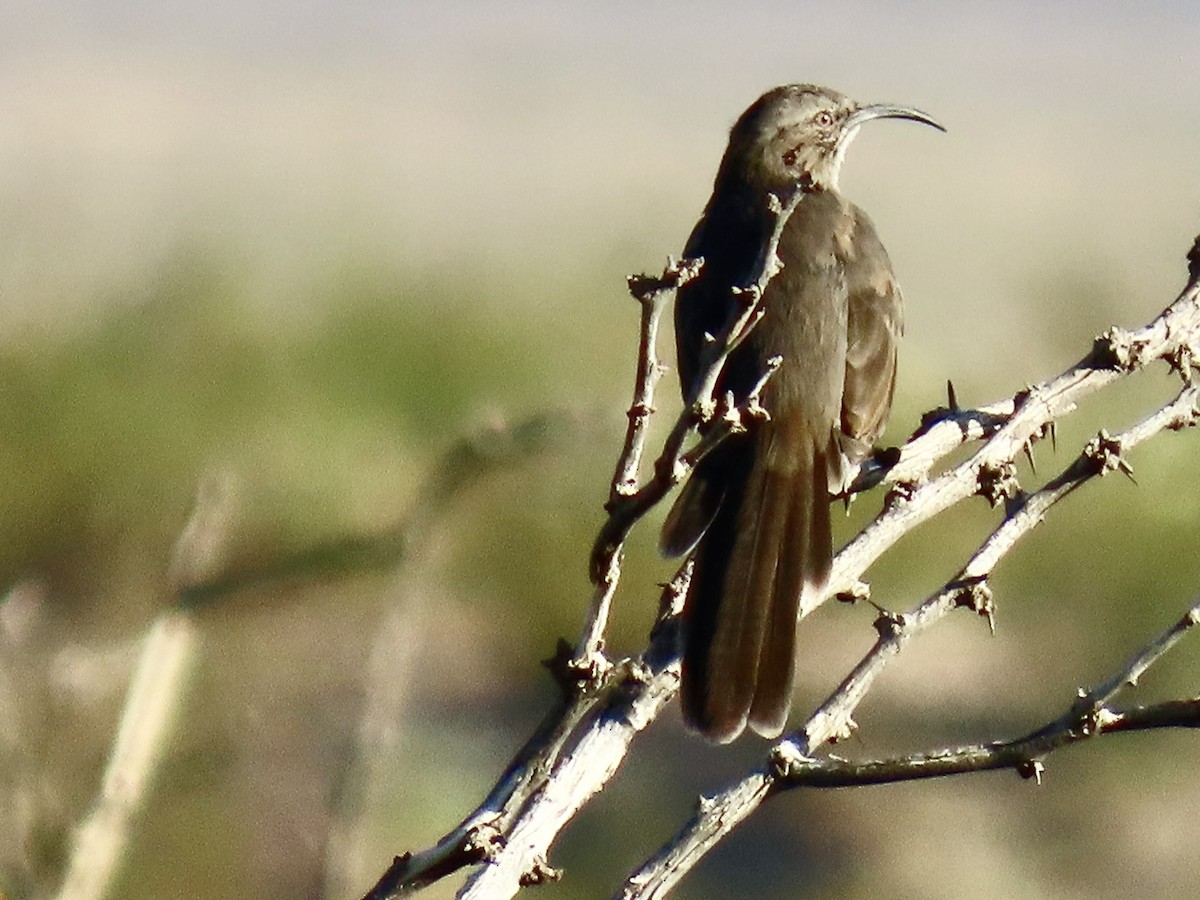 Crissal Thrasher - ML644010397
