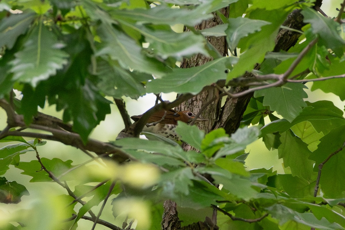Wood Thrush - ML644010399
