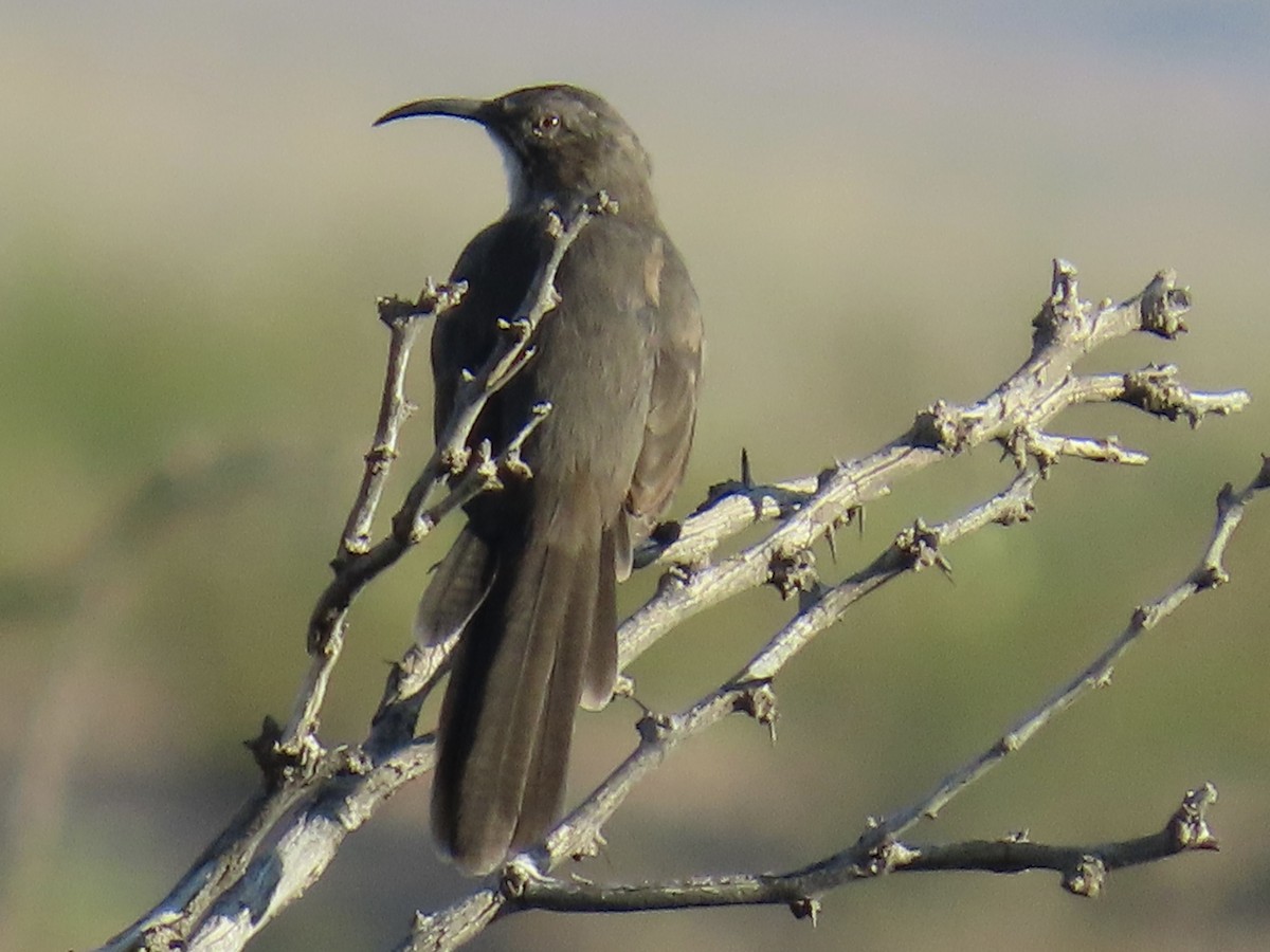 Crissal Thrasher - ML644010402