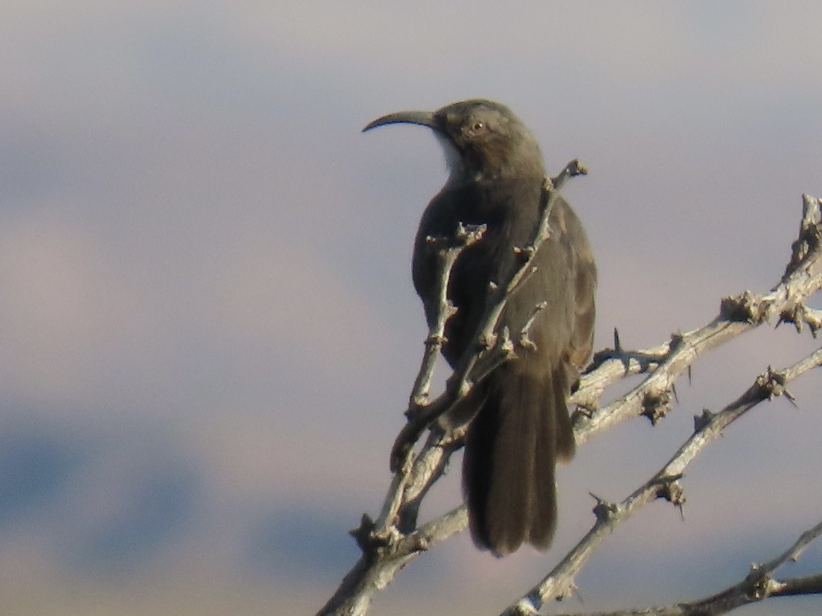 Crissal Thrasher - ML644010405