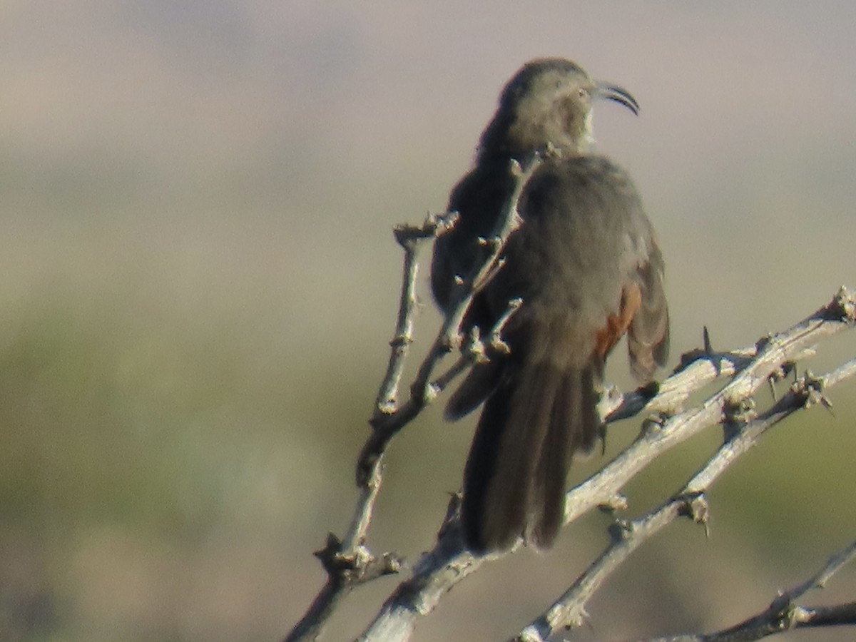 Crissal Thrasher - ML644010409