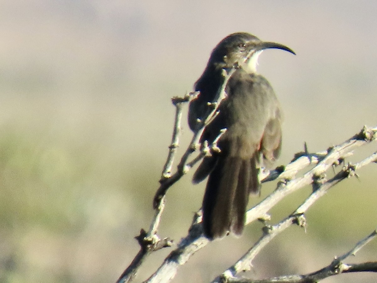 Crissal Thrasher - ML644010412