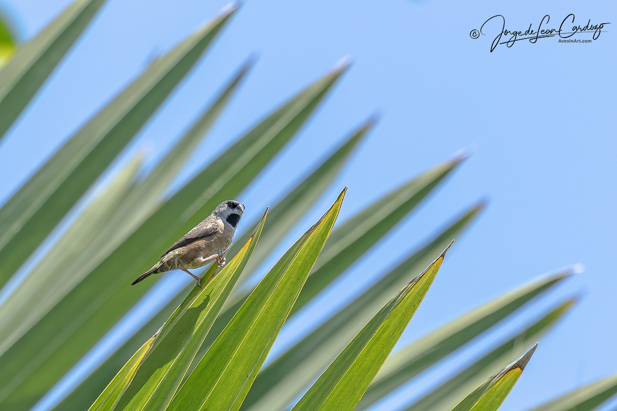 Madagascar Munia - ML644010413