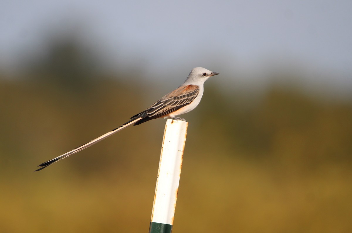 Scissor-tailed Flycatcher - ML644010421