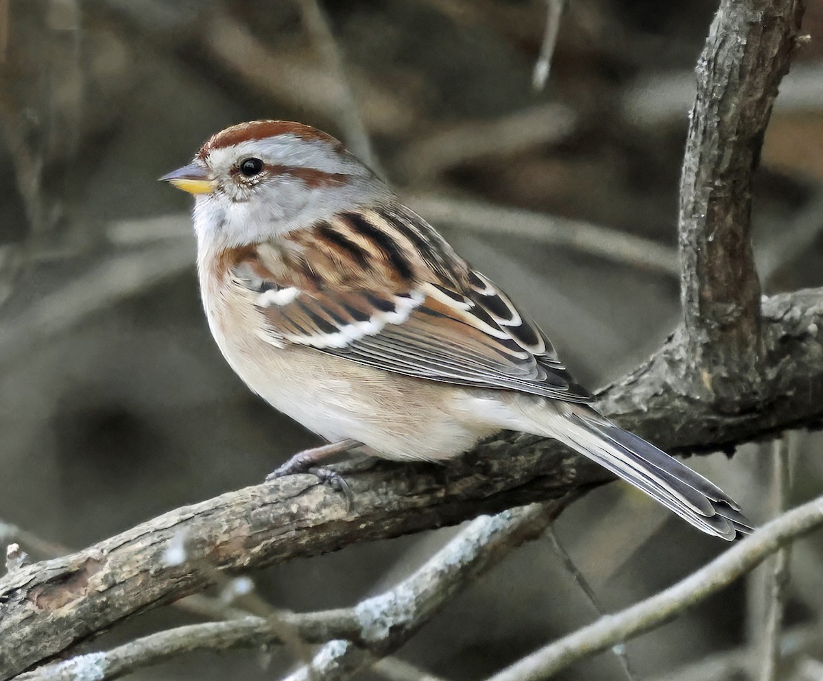 American Tree Sparrow - ML644010438