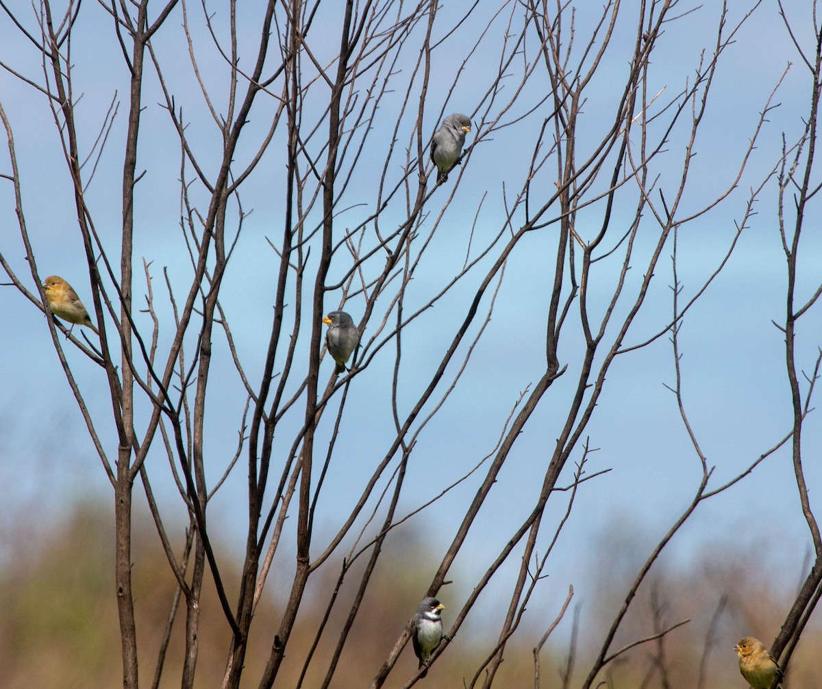 Tropeiro Seedeater - ML644010441