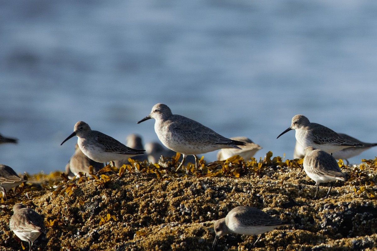 紅腹濱鷸 - ML644010459