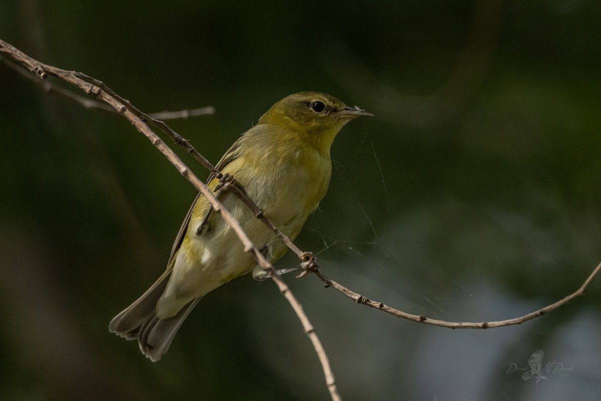Tennessee Warbler - ML644010460