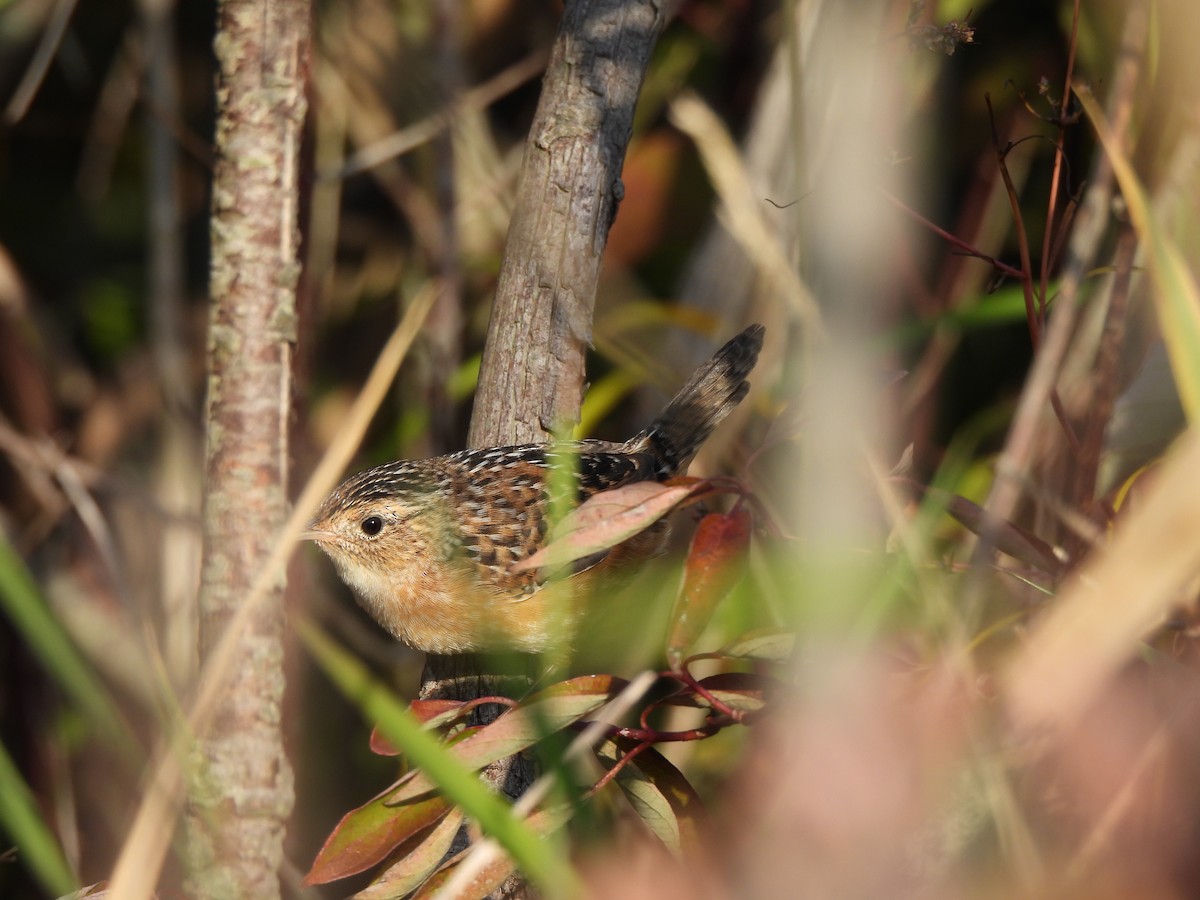 Sedge Wren - ML644010477