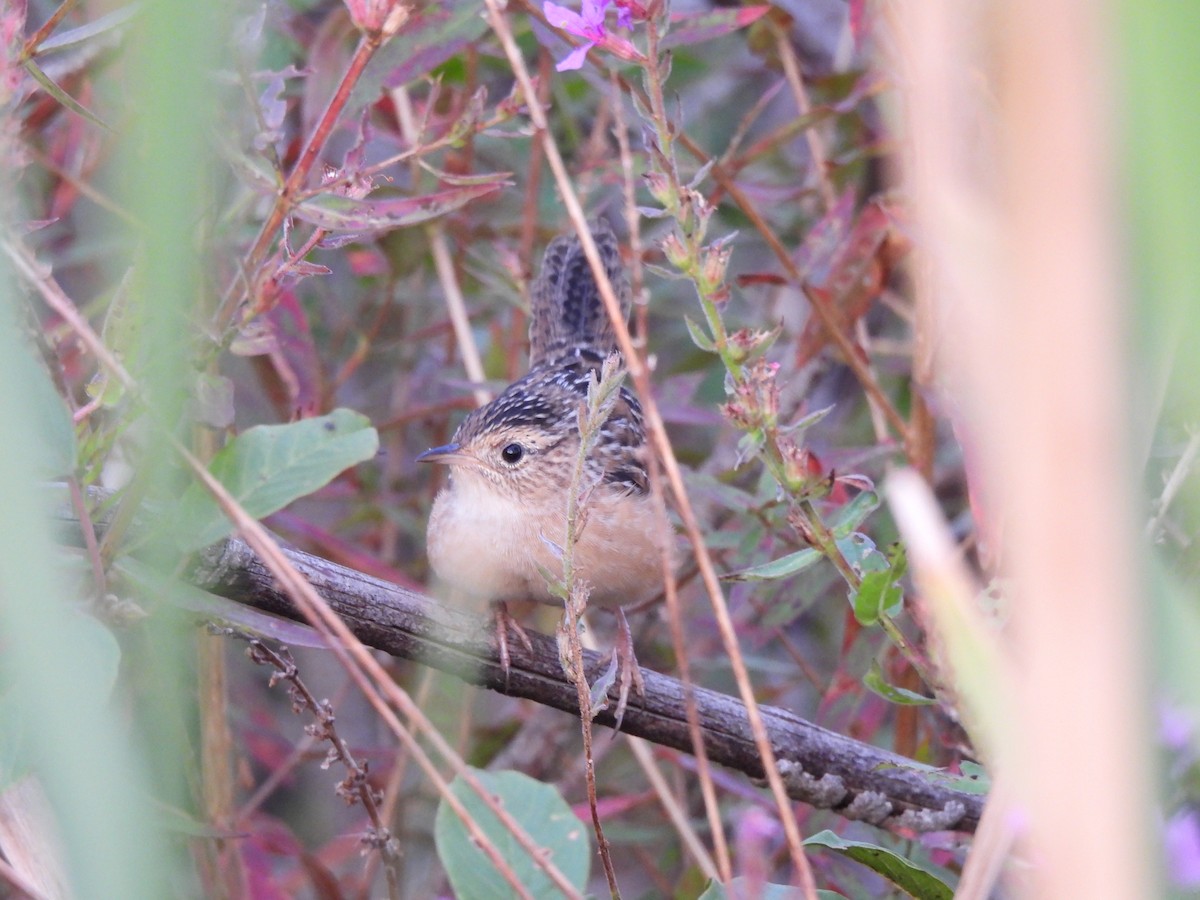 Sedge Wren - ML644010478