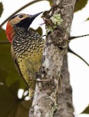 Дятел-смугань червонокрилий - ML644010504