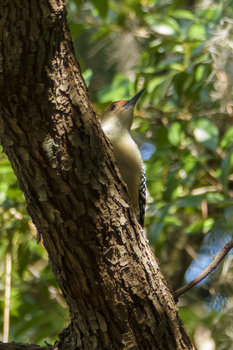 Red-bellied Woodpecker - ML644010507