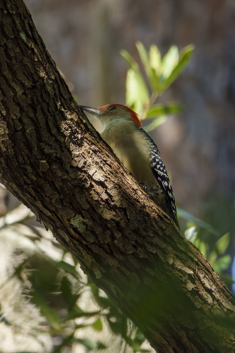 Red-bellied Woodpecker - ML644010508