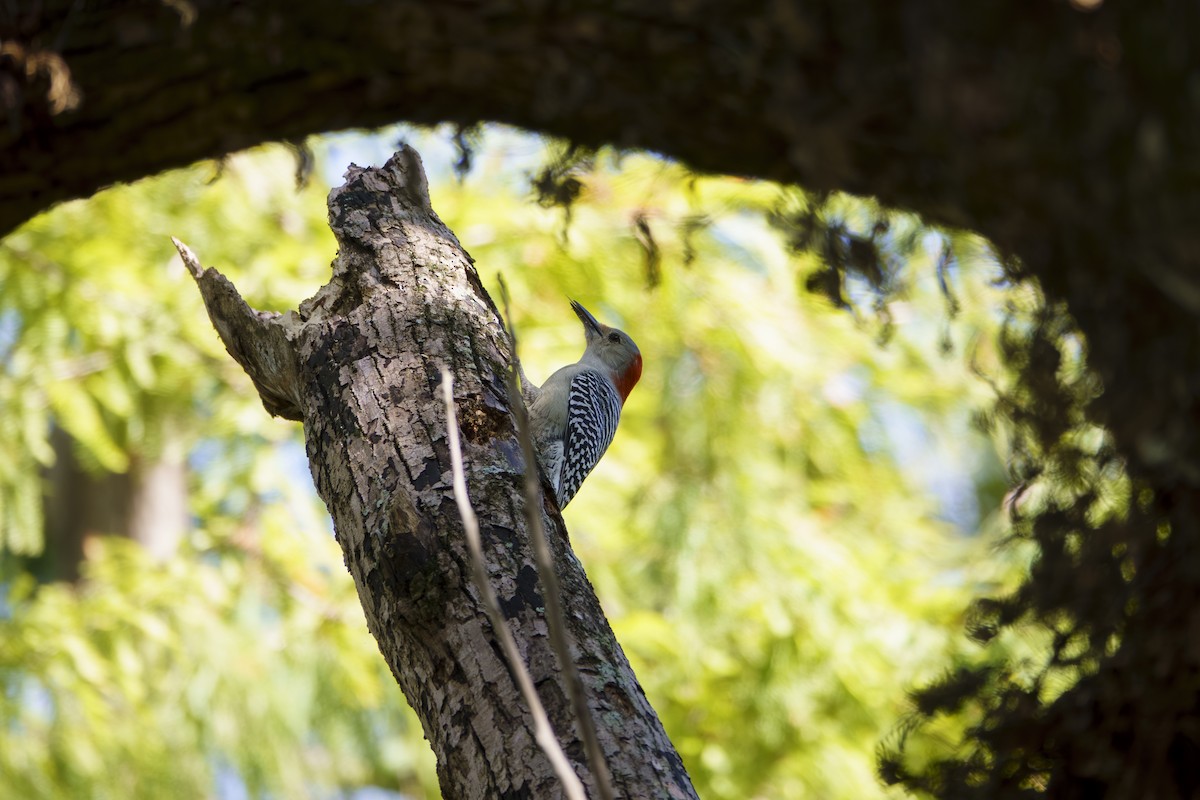 Red-bellied Woodpecker - ML644010509