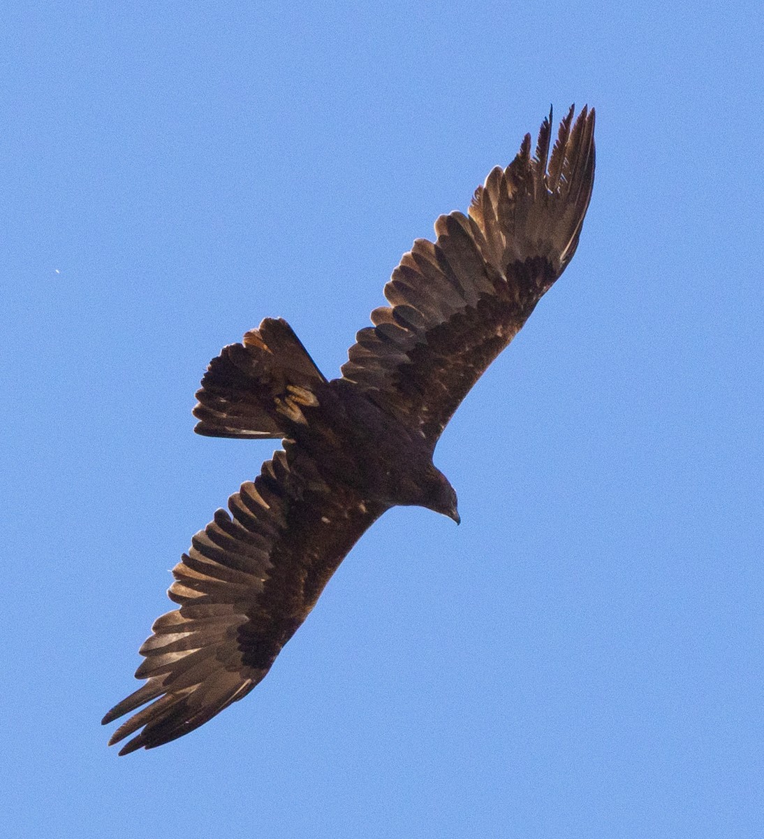 orel skalní - ML644010510