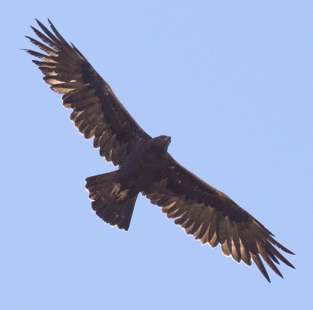 orel skalní - ML644010511