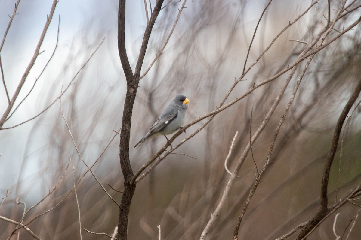 Tropeiro Seedeater - ML644010548