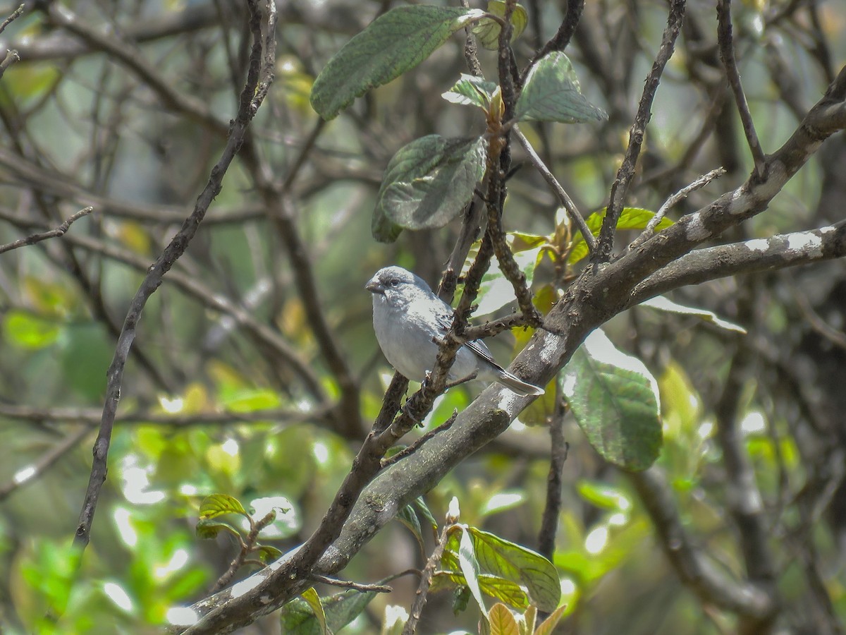 Plumbeous Seedeater - ML644010561