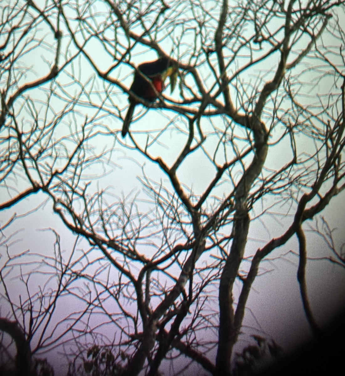 Red-breasted Toucan - ML644010574